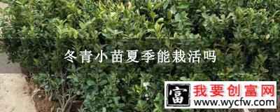 冬青小苗夏季能栽活吗