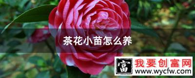 茶花小苗怎么养