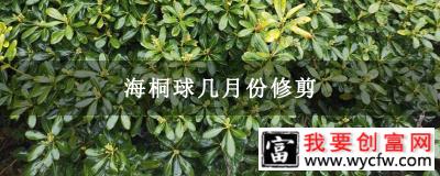 海桐球几月份修剪