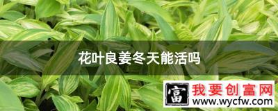 花叶良姜冬天能活吗