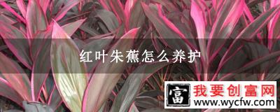 红叶朱蕉怎么养护