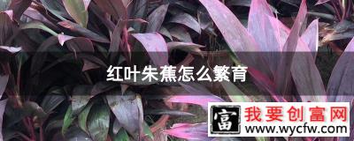 红叶朱蕉怎么繁育