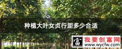 种植大叶女贞行距多少合适