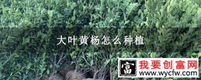 大叶黄杨怎么种植