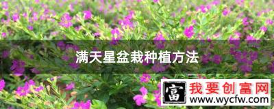 满天星盆栽种植方法