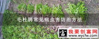 毛杜鹃常见病虫害防治方法