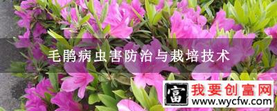 毛鹃病虫害防治与栽培技术