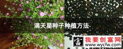 满天星种子种植方法