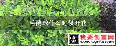 毛鹃球什么时候开花