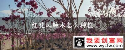 红花风铃木怎么种植