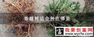 香榧树适合种在哪里