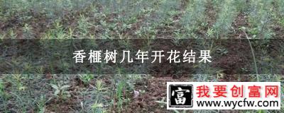 香榧树几年开花结果