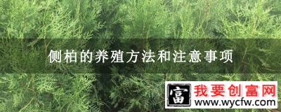 侧柏的养殖方法和注意事项