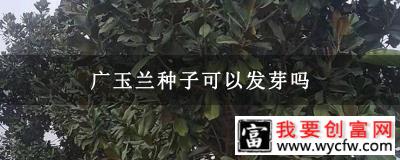 广玉兰种子可以发芽吗