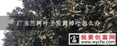 广玉兰树叶子发黄掉叶怎么办