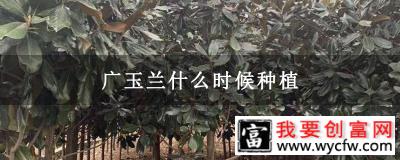 广玉兰什么时候种植