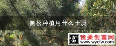 黑松种植用什么土质