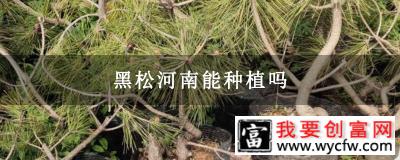 黑松河南能种植吗