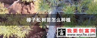 樟子松树苗怎么种植