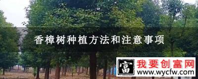 香樟树种植方法和注意事项