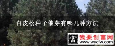 白皮松种子催芽有哪几种方法