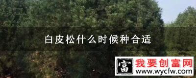 白皮松什么时候种合适