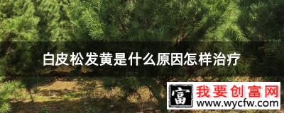 白皮松发黄是什么原因怎样治疗