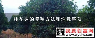 桂花树的养殖方法和注意事项