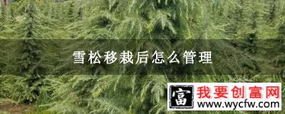 雪松移栽后怎么管理