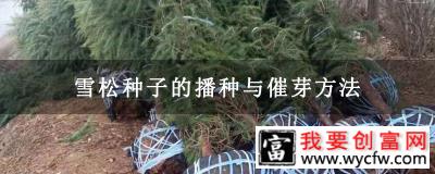 雪松种子的播种与催芽方法