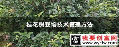 桂花树栽培技术管理方法