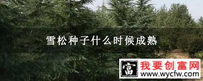 雪松种子什么时候成熟