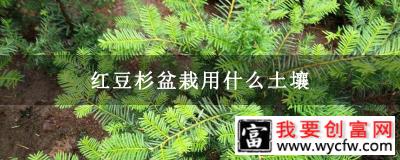 红豆杉盆栽用什么土壤