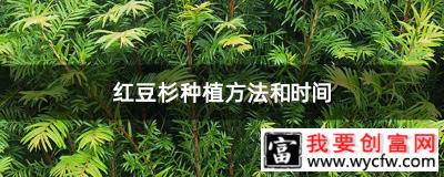 红豆杉种植方法和时间