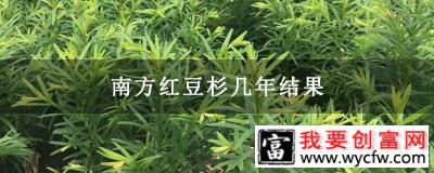 南方红豆杉几年结果