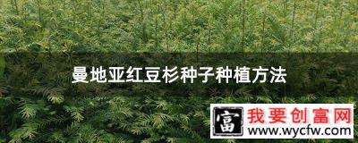 曼地亚红豆杉种子种植方法