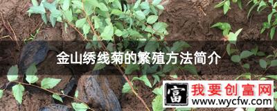 金山绣线菊的繁殖方法简介