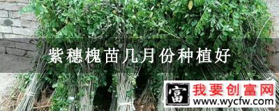 紫穗槐苗几月份种植好