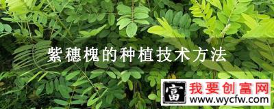 紫穗槐的种植技术方法