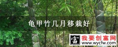 龟甲竹几月移栽好