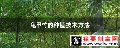 龟甲竹的种植技术方法