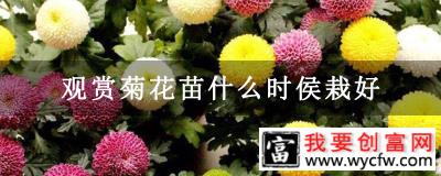 观赏菊花苗什么时侯栽好