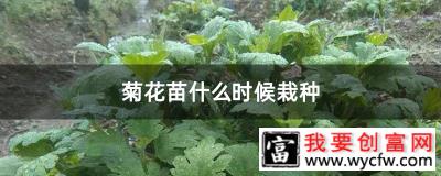 菊花苗什么时候栽种