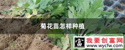 菊花苗怎样种植