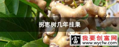 拐枣树几年挂果