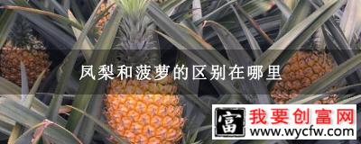 凤梨和菠萝的区别在哪里