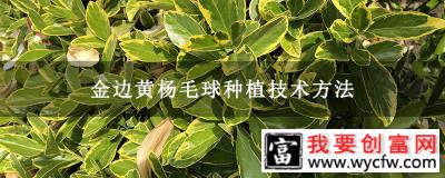 金边黄杨毛球种植技术方法