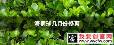 海桐球几月份修剪