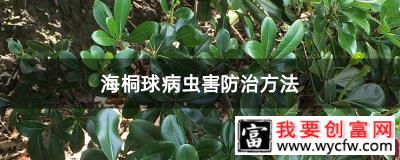 海桐球病虫害防治方法