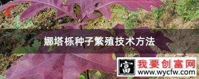 娜塔栎种子繁殖技术方法